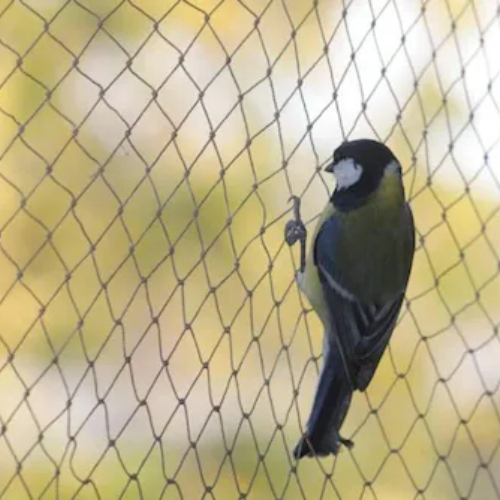 Bird Net